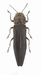 Agrilus anxius