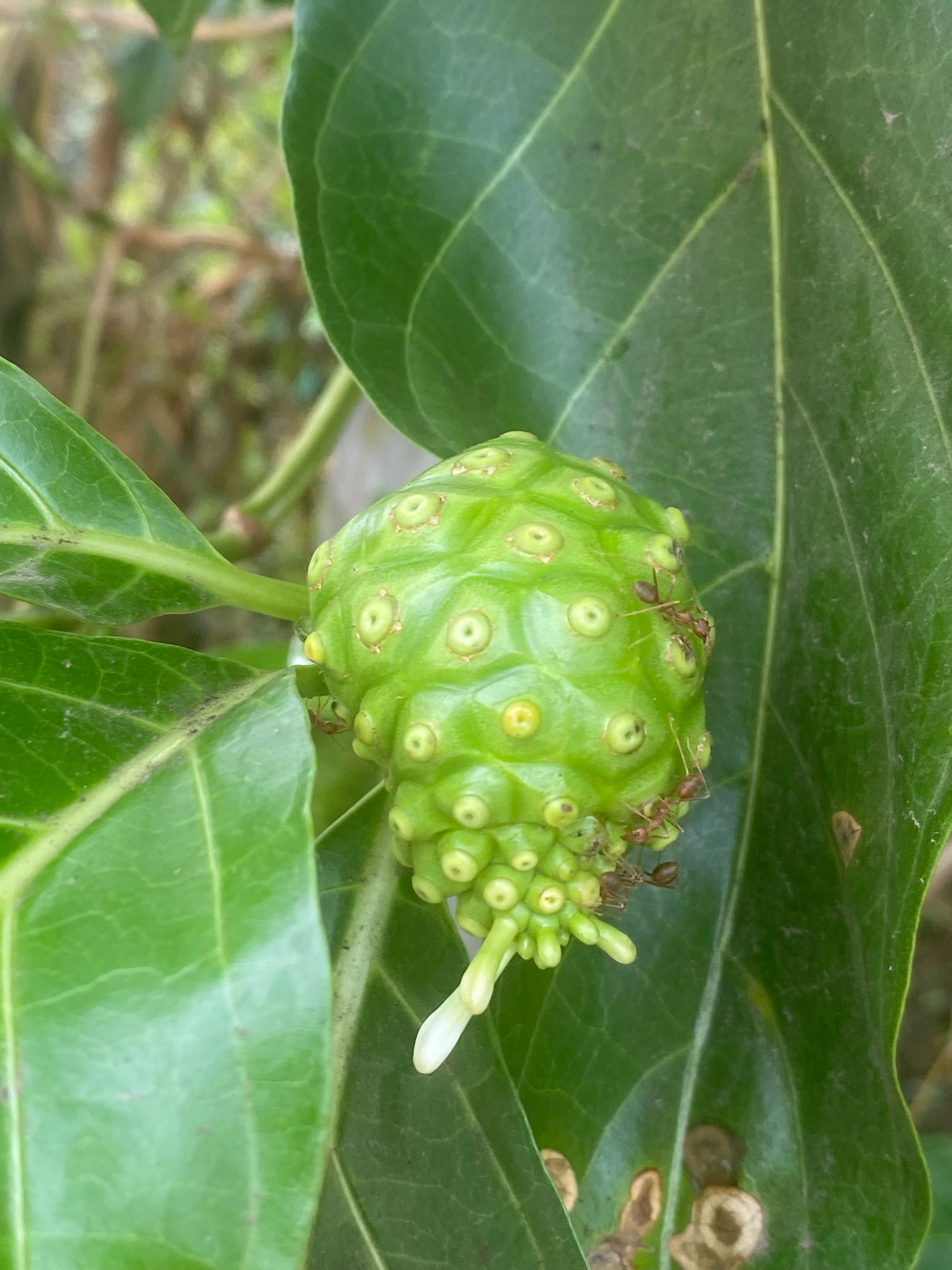 Morinda citrifolia (Morinda citrifolia)