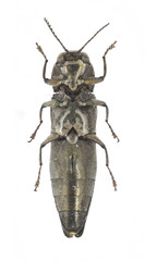 Agrilus anxius