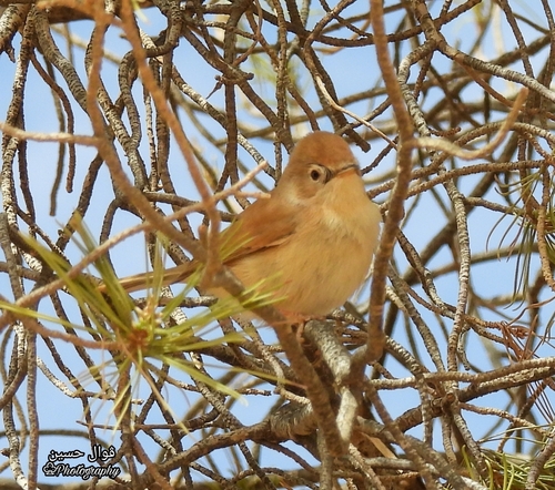 African Desert Warbler