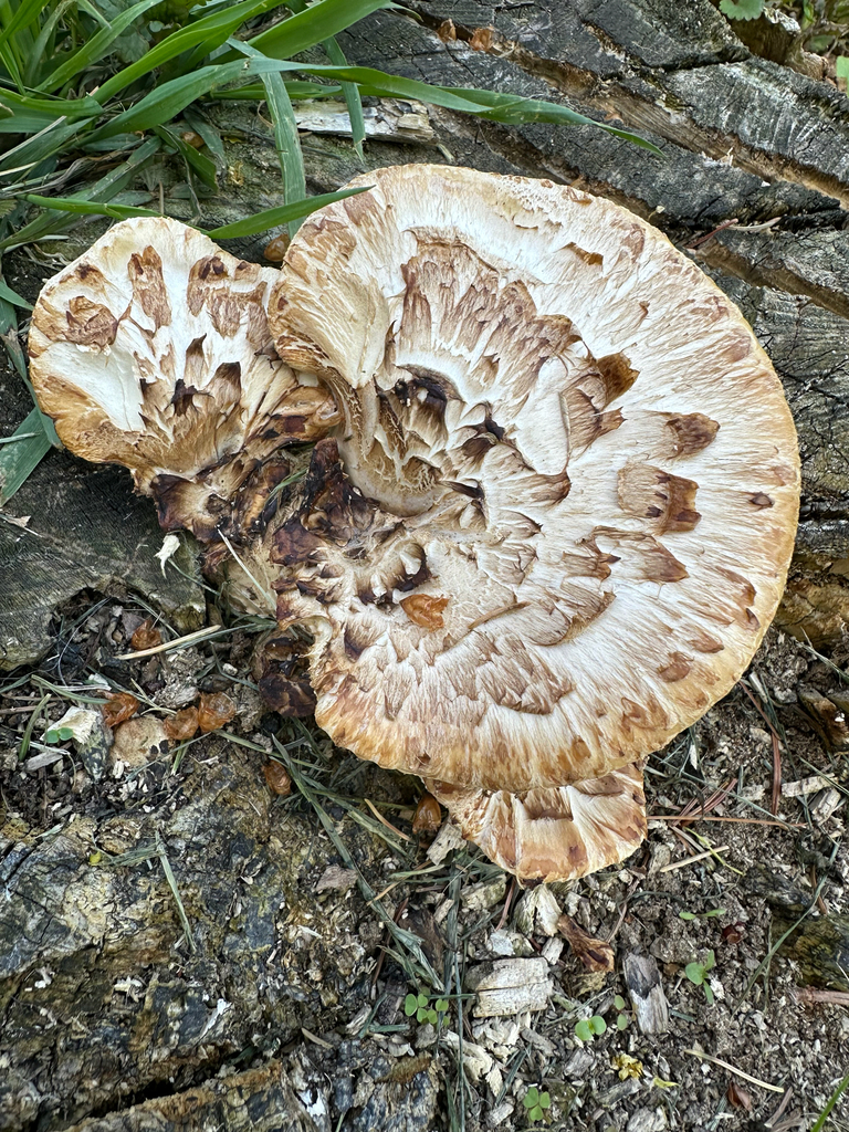 Dryad's Saddle · May 2026 · photo: Photo: (c) Scott Skibbe, some rights reserved (CC BY) · iNaturalist