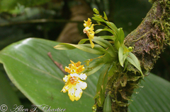 Erycina