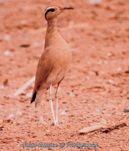 Cream-coloured Courser