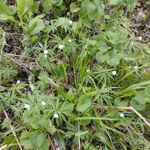 Anemone caerulea, photograph 2