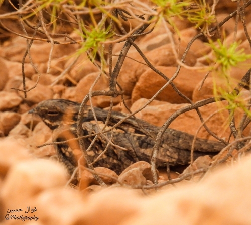 Eurasian Nightjar