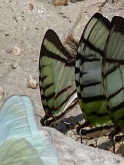 Neographium agesilaus