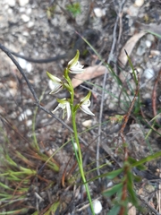 Prasophyllum striatum