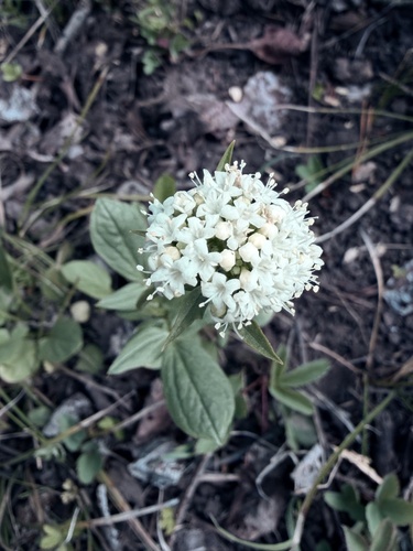 western valerian