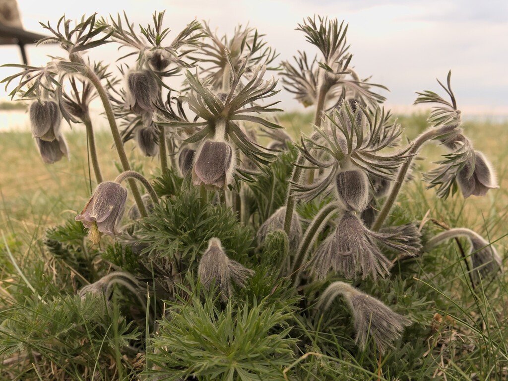 Pulsatilla pratensis; photograph (c) Hendrik Luup, some rights reserved (CC BY)