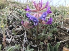 Astragalus shortianus
