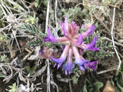Astragalus shortianus