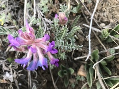 Astragalus shortianus