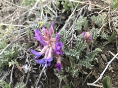 Astragalus shortianus