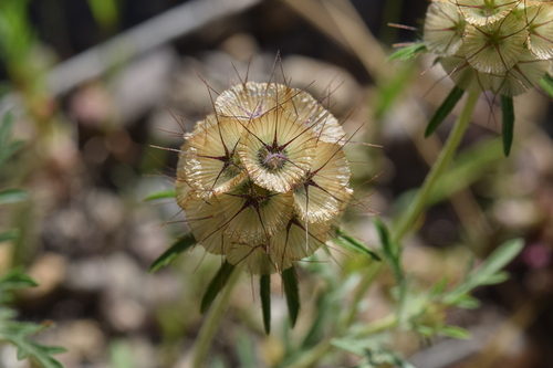 starflower pincushions