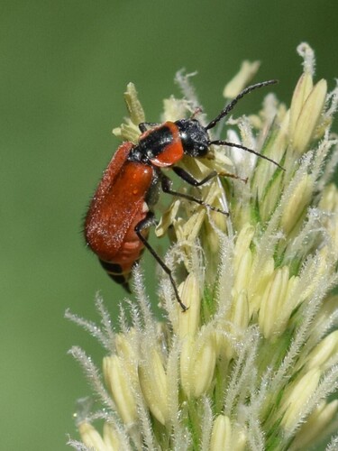 Clanoptilus rufus