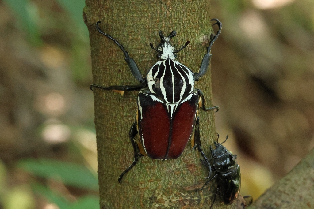 Goliath beetle (Goliathus goliatus)