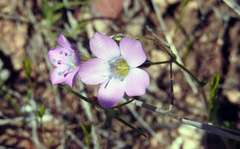 Gilia flavocincta