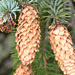 Sitka Spruce - Photo (c) Mike Patterson, some rights reserved (CC BY-NC), uploaded by Mike Patterson