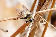 Criorhina verbosa