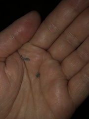 Episemasia