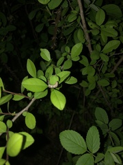 Episemasia