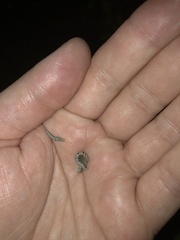 Episemasia