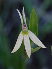 Lobelia leucotos