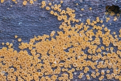 Arachnopeziza trabinelloides