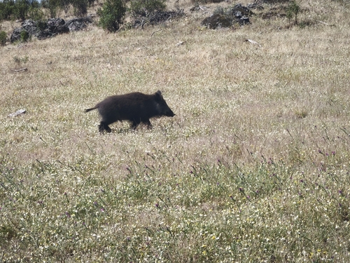 Wild Boar