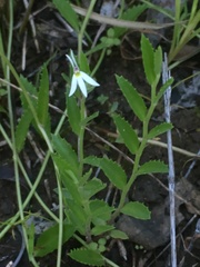 Lobelia leucotos