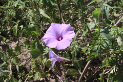 Ipomoea ternifolia