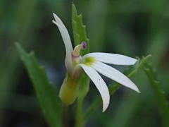 Lobelia leucotos