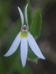 Lobelia leucotos