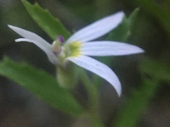 Lobelia leucotos