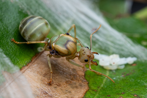 Asian Weaver Ant, photo 2 of 10