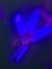 Lobelia leucotos