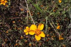 Dyssodia tagetiflora
