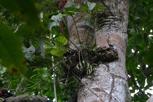 Anthurium brownii, photograph 3