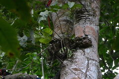 (c) Letizia Weichgrebe, some rights reserved (CC BY) Anthurium brownii, photograph (c) Letizia Weichgrebe, some rights reserved (CC BY)