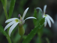 Lobelia leucotos