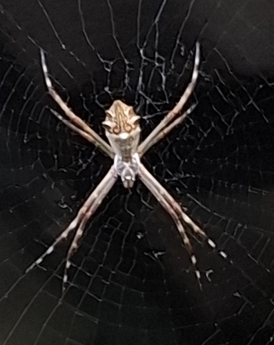 Silver Garden Orbweaver