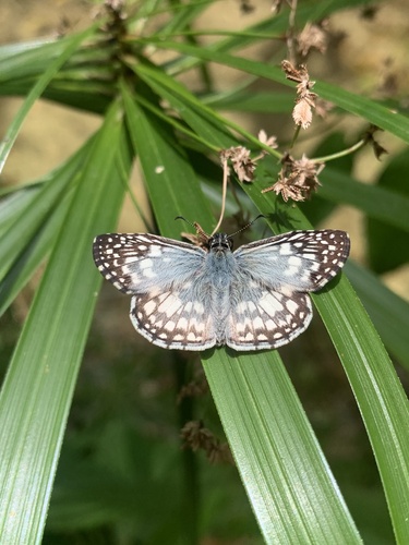 Tropical Checkered-Skipper