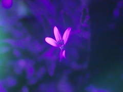 Lobelia leucotos