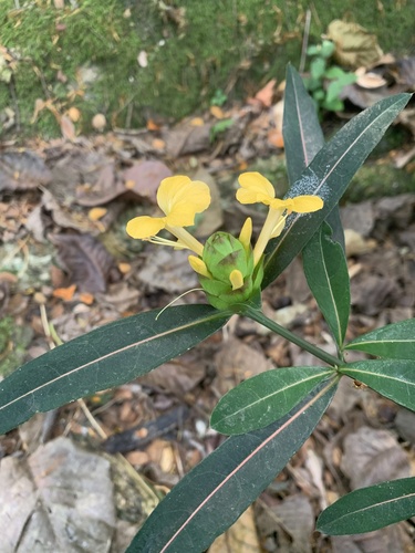 Hop-headed Barleria