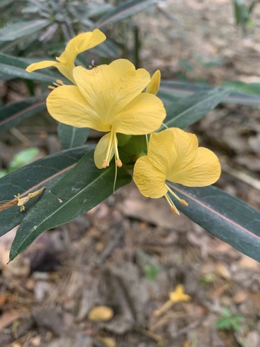 Barleria lupulina, photograph 2