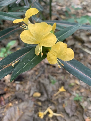 Barleria lupulina, photograph 3