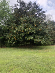 Magnolia grandiflora