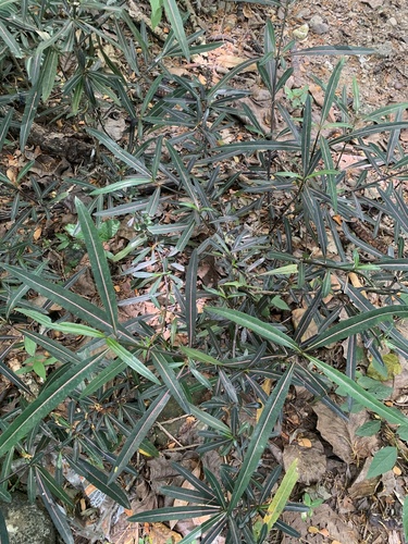 Barleria lupulina, photograph 5