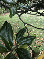 Magnolia grandiflora