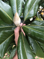 Magnolia grandiflora